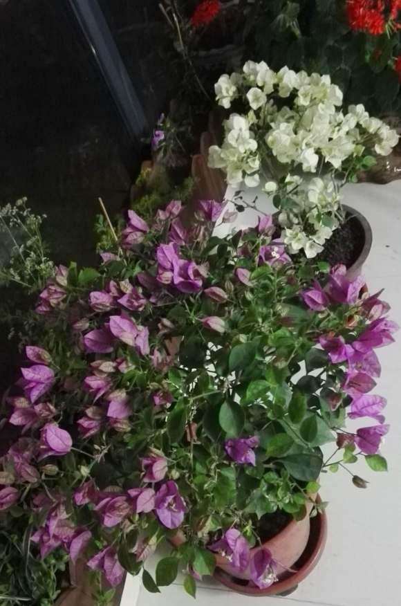 三角梅盆栽根部在发芽 怎么办 图片