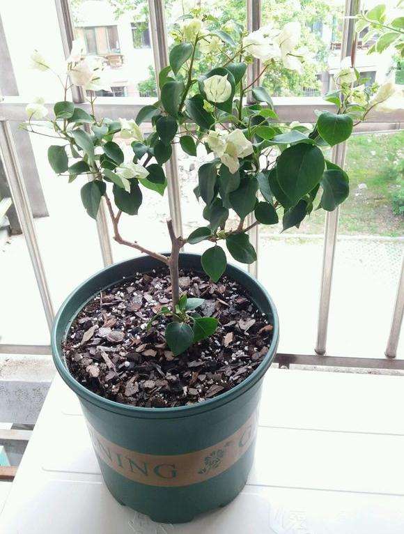 三角梅盆栽用多大盆最好 图片