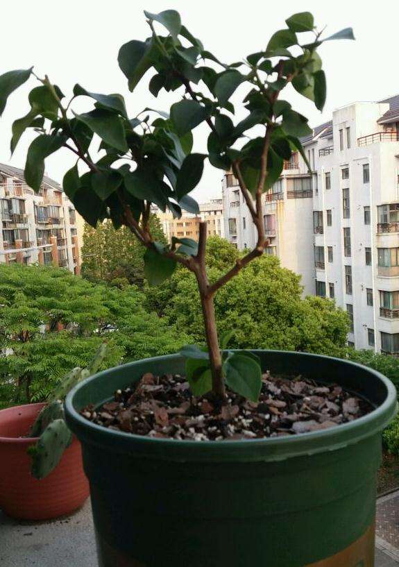 三角梅盆栽用多大盆最好 图片