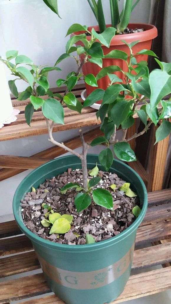 三角梅盆栽用多大盆最好 图片