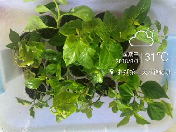 三角梅盆栽带花了花包还没黑 图片