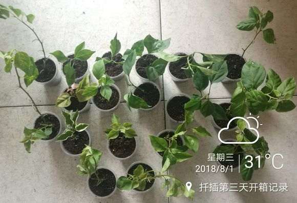 三角梅盆栽带花了花包还没黑 图片