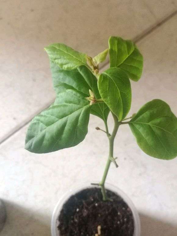 三角梅盆栽带花了花包还没黑 图片