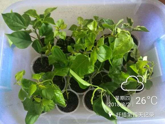 扦插三角梅盆栽一点没蔫 全是嫩枝条