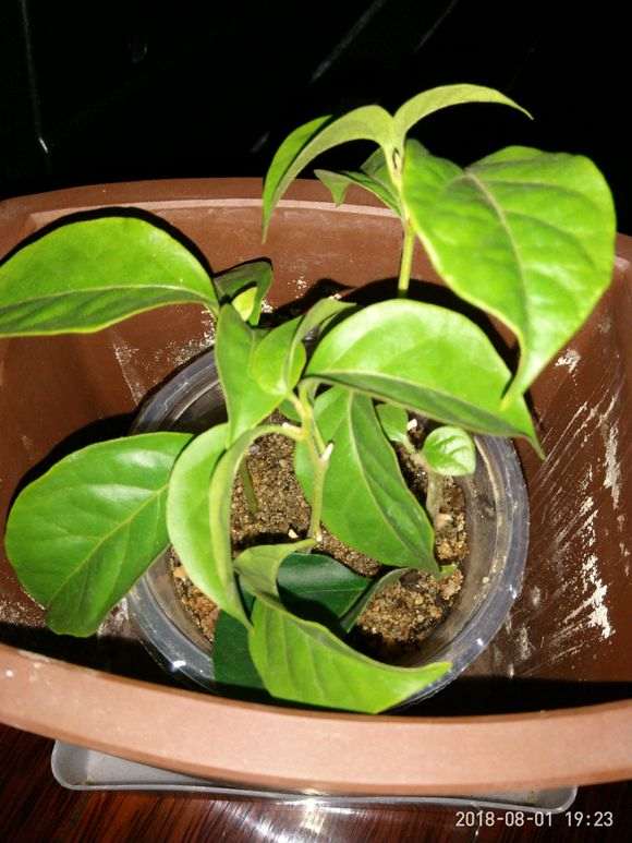 扦插三角梅盆栽一点没蔫 全是嫩枝条