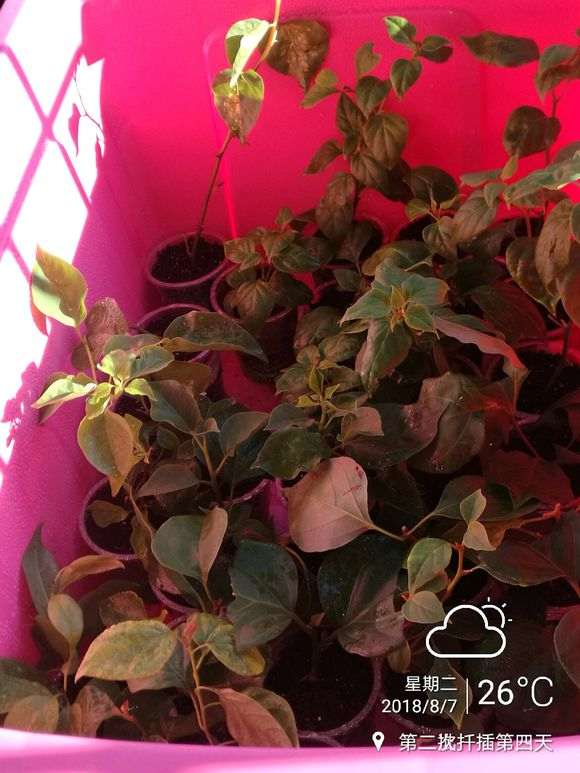 扦插的三角梅盆栽 长了一些叶子 图片