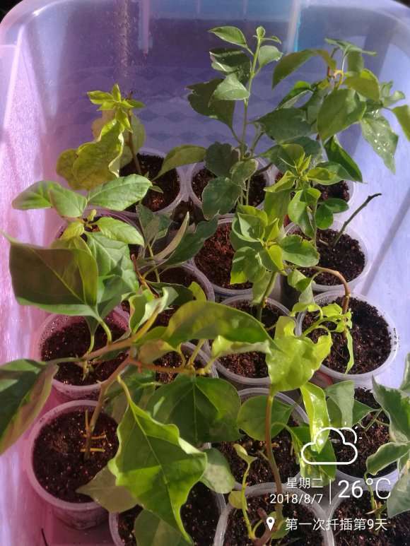 扦插的三角梅盆栽 长了一些叶子 图片