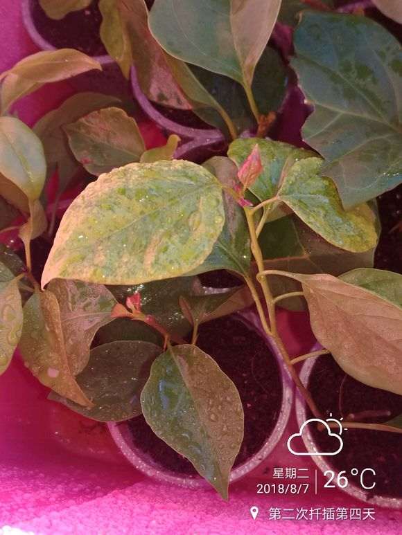 扦插的三角梅盆栽 长了一些叶子 图片