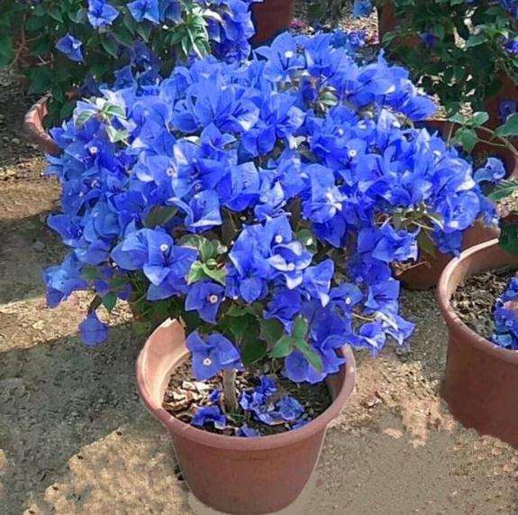 宿迁卖蓝色三角梅盆栽 可以买吗 图片