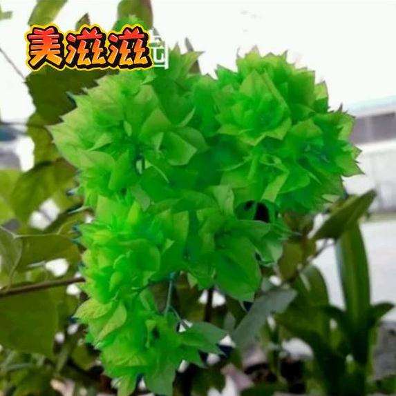 宿迁卖蓝色三角梅盆栽 可以买吗 图片