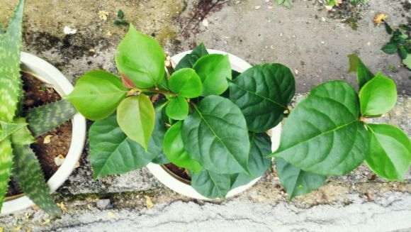 为什么我的三角梅盆栽不开花 图片