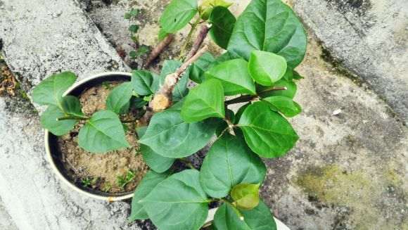 怎么才能让三角梅盆栽开花 图片