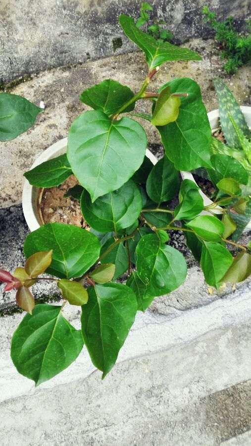 怎么才能让三角梅盆栽开花 图片