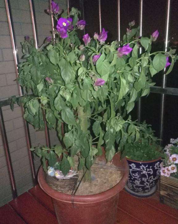 为什么三角梅盆栽叶子下垂 没浇水吗