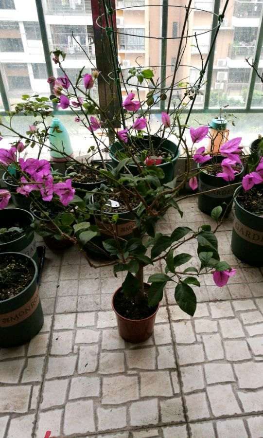 为什么三角梅盆栽叶子下垂 没浇水吗