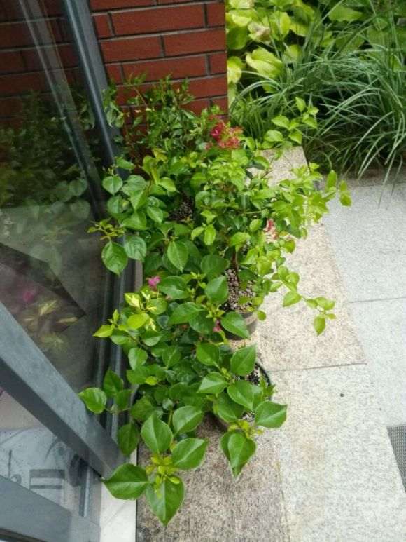 三角梅盆栽淋了2天雨 会死吗 图片