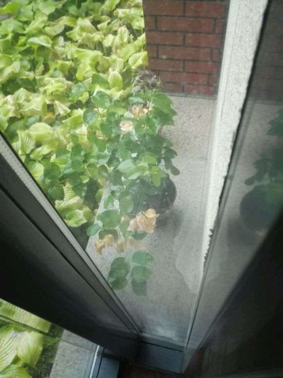 三角梅盆栽淋了2天雨 会死吗 图片