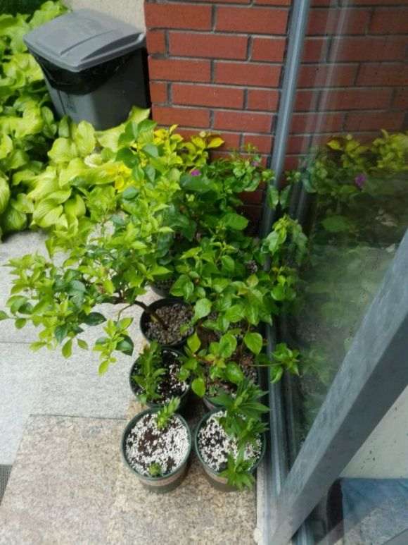 三角梅盆栽淋了2天雨 会死吗 图片