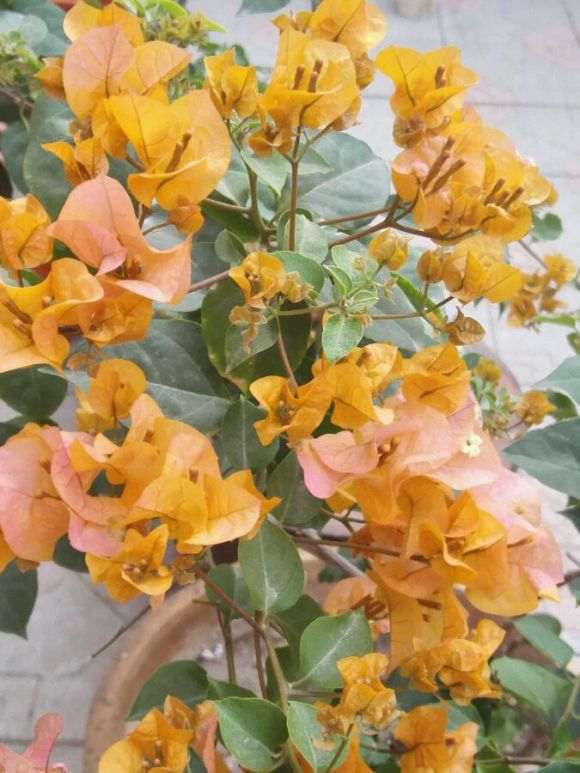 加州黄金三角梅盆栽的成长记录 图片