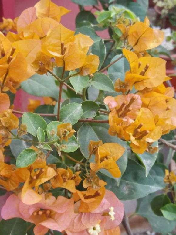 加州黄金三角梅盆栽的成长记录 图片