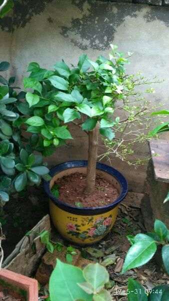 北方三角梅盆栽 夏天移植是个好时候