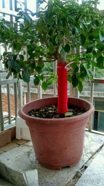 北方三角梅盆栽 夏天移植是个好时候