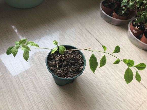 求教三角梅盆栽怎么塑形的方法 图片