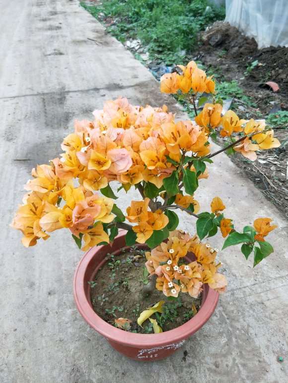 三角梅盆栽是冻不死的吗 图片