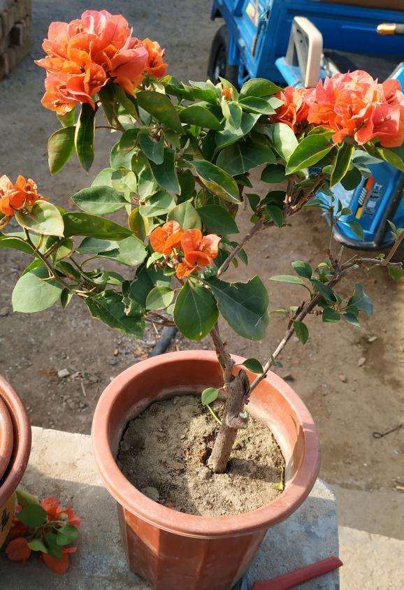 集市三角梅盆栽 10元 怎么样 贵吗 图片