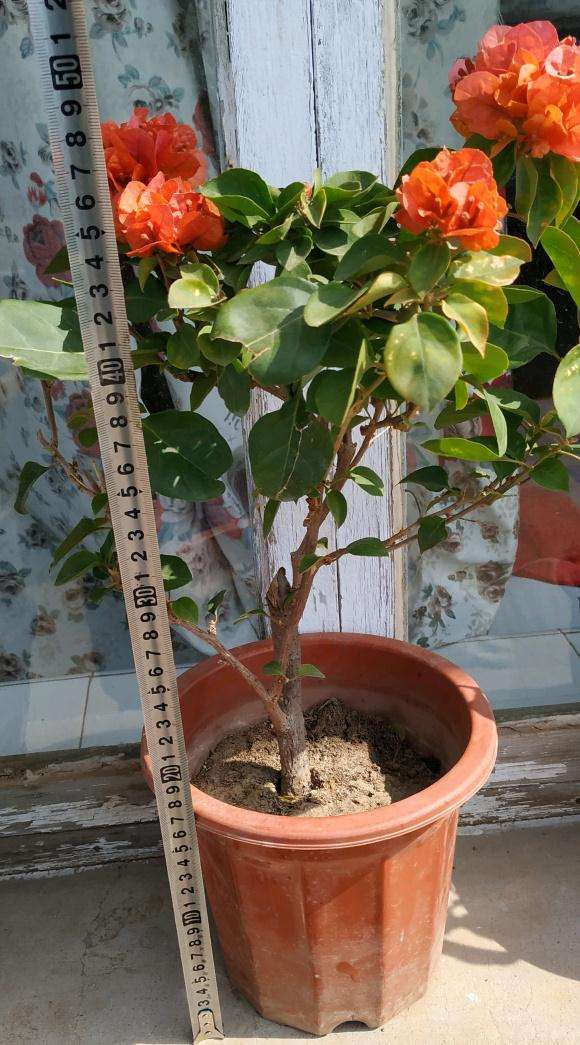 集市三角梅盆栽 10元 怎么样 贵吗 图片