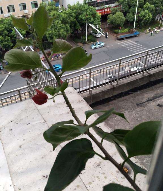 为什么三角梅盆栽开花 好丑啊 图片