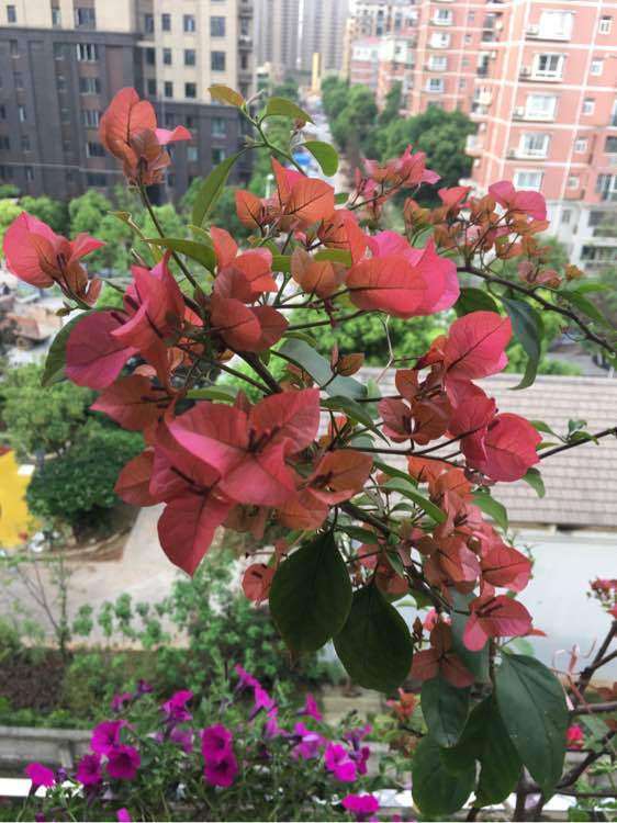 三角梅盆栽颜色变了正常吗 图片