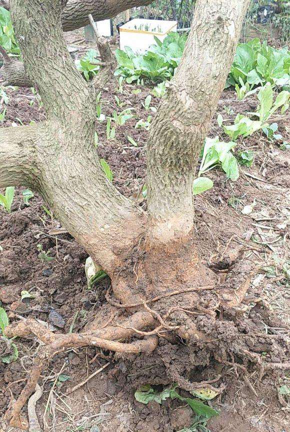 三角梅下山桩老桩怎么截杆成2个 图片