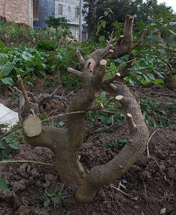 三角梅下山桩老桩怎么截杆成2个 图片