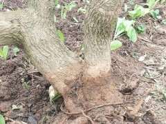 三角梅下山桩老桩怎么截杆成2个 图片