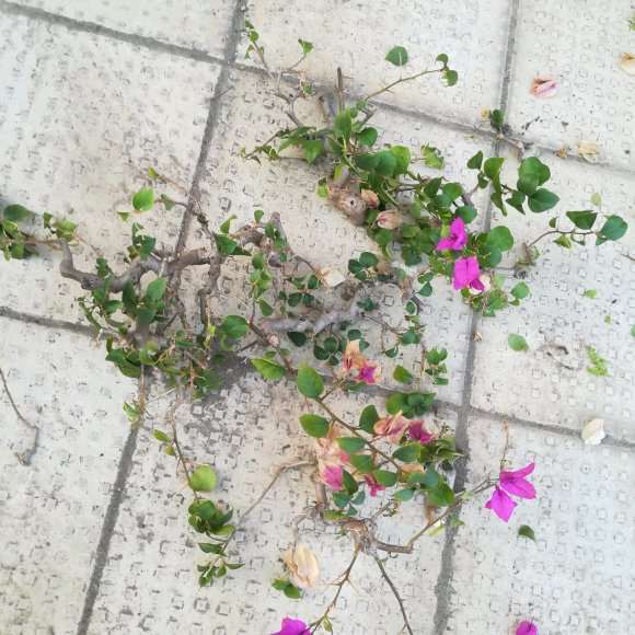 三角梅下山桩怎么移植上盆的方法 图片