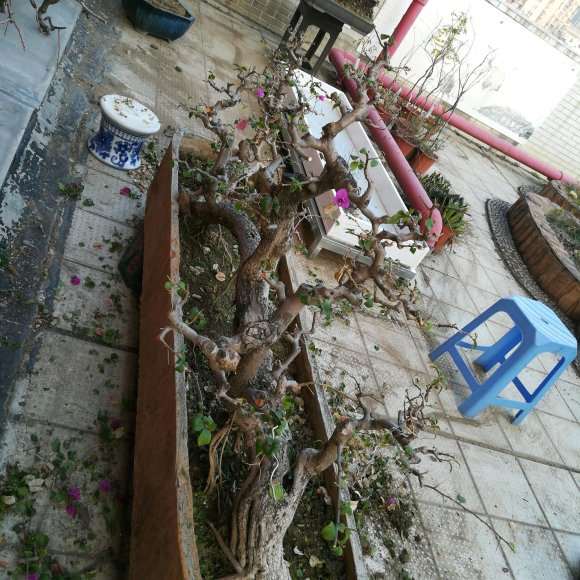 三角梅下山桩怎么移植上盆的方法 图片