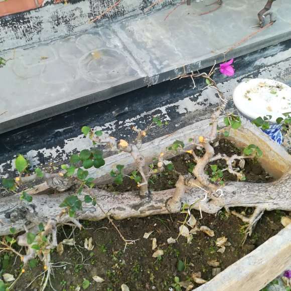 三角梅下山桩怎么移植上盆的方法 图片