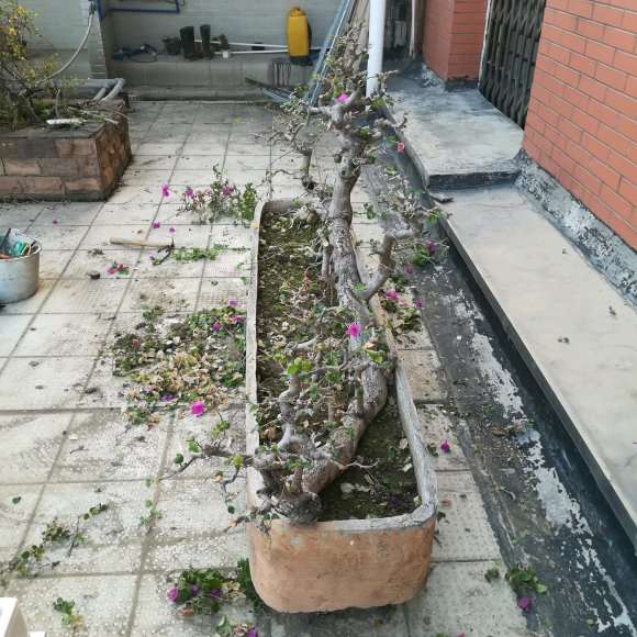 三角梅下山桩怎么移植上盆的方法 图片