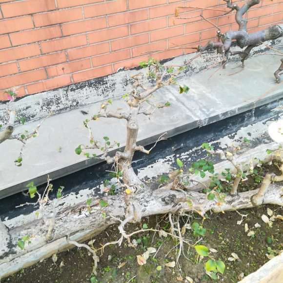 三角梅下山桩怎么移植上盆的方法 图片