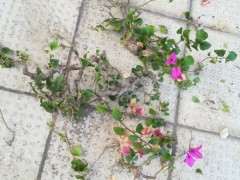 三角梅下山桩怎么移植上盆的方法 图片