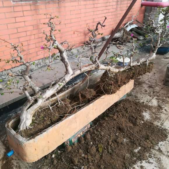 三角梅下山桩怎么上盆用土的方法 图片