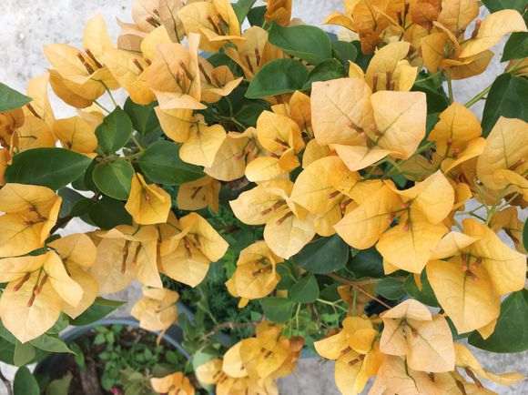 什么黄色的三角梅盆栽 最好 图片