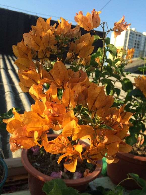 什么黄色的三角梅盆栽 最好 图片