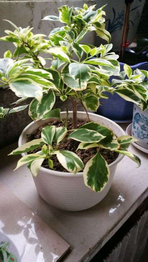 三角梅盆栽也能结籽吗 图片