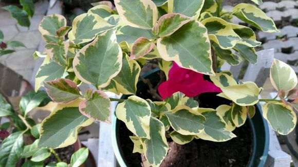 三角梅盆栽也能结籽吗 图片