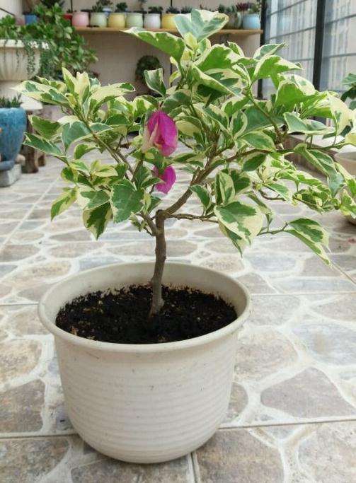 三角梅盆栽也能结籽吗 图片