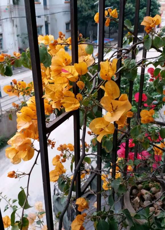 我水陪的三角梅盆栽 怎么死了 图片