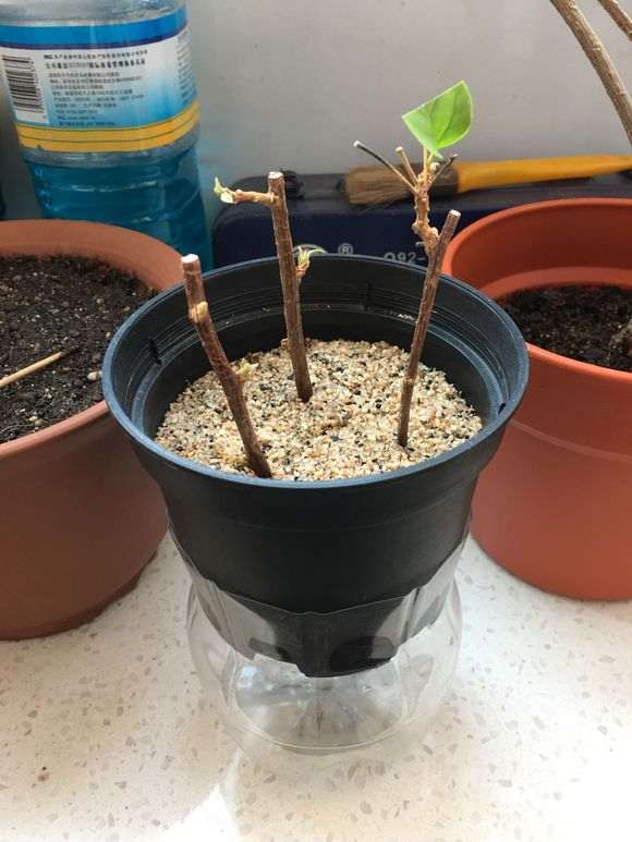 扦插的三角梅盆栽发芽了 怎么样 图片