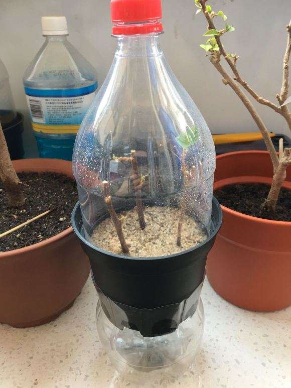 扦插的三角梅盆栽发芽了 怎么样 图片